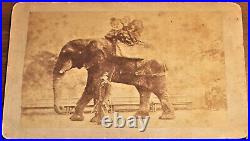 1800s Jumbo The Elephant vtg Cabinet photo P T Barnum famous animal Circus act