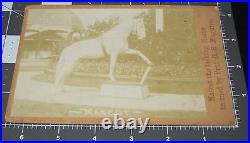 1900s MASCOT the TALKING HORSE Sideshow CIRCUS Act Antique Prof Maguire PHOTO