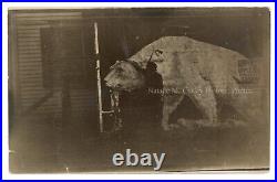 1910s Ringling Brothers Polar Bear Circus Poster RPPC Photo