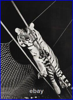 1940 Vintage CIRCUS TIGHTROPE TIGER Animal Ringling Bros Big Cat Photo Art 12x16
