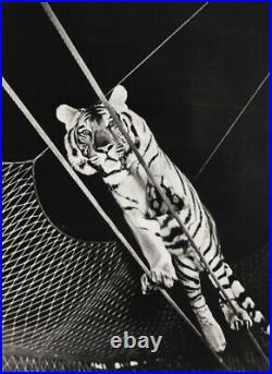 1940 Vintage CIRCUS TIGHTROPE TIGER Animal Ringling Bros Big Cat Photo Art 12x16