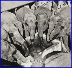 1940s Vintage CIRCUS CARNIVAL ELEPHANTS Drinking Ringling Animal Photo Art 12x16