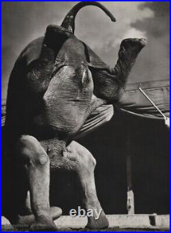 1940s Vintage CIRCUS ELEPHANT Headstand Ringling Brothers Animal Photo Art 12x16