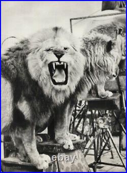 1940s Vintage CIRCUS LION ROAR Animal Big Cat Show Ringling Bros Photo Art 12x16