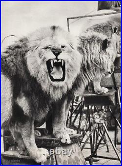 1940s Vintage CIRCUS Lion Roar Big Cat Teeth Animal Show Ringling Bros Photo Art