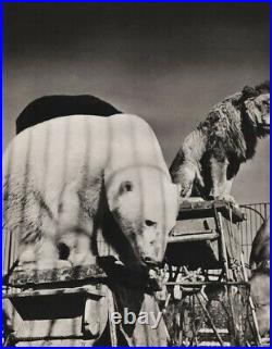 1940s Vintage CIRCUS Polar Bear And Lion Ringling Animal Photo Gravure Art 12X16