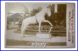 Antique 1890s Mascot the Talking Horse Cabinet Photo Trained Prof H. S. Maquire