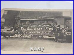 Antique Circus Carnival Souvenir Photo Card Texas Wonder Show China Oriental Cow