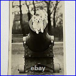 Antique RPPC Real Photograph Postcard Circus Adorable Dog Canon Odd San Diego CA