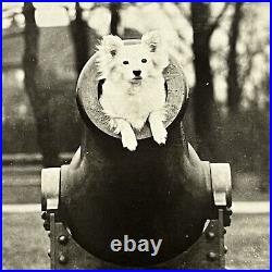 Antique RPPC Real Photograph Postcard Circus Adorable Dog Canon Odd San Diego CA