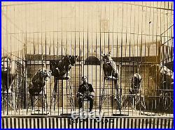 Antique Real Photo Postcard Rppc Magician Circus Performer In Cage W Lions