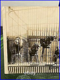 Antique Real Photo Postcard Rppc Magician Circus Performer In Cage W Lions