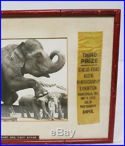 Antique Vintage PHotograph Circus Elephant One Leg Stand Americana