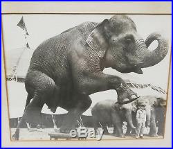 Antique Vintage PHotograph Circus Elephant One Leg Stand Americana