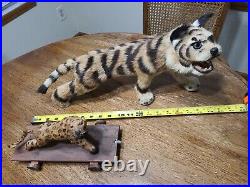 Antique Vintage Real Fur Tiger Taxidermy Animal Figure Circus Glass Eyes Lot
