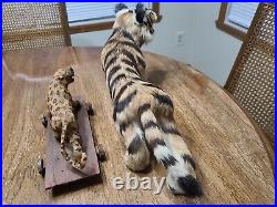 Antique Vintage Real Fur Tiger Taxidermy Animal Figure Circus Glass Eyes Lot
