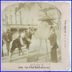 Circus Act Stereoview Kilburn c1898 Pony Mathematician Street Performer O217