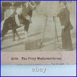 Circus Act Stereoview Kilburn c1898 Pony Mathematician Street Performer O217