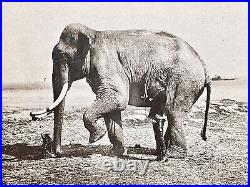 Circus Cabinet Card Photo Famous Animal Trainer Mabel Hall & Elephant Columbia