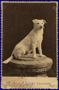 RARE Antique Cabinet Card Hoy the Singing Circus Dog Photo / Lewiston Maine