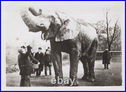 Ringling Bros RBBB Jumbo the Elephant Icon London Zoo Circus 1882 c1940s Photo Ringling Bros RBBB Jumbo the Elephant Icon London Zoo Circus 1882 c1940s Photo
