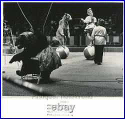 Ringling circus bear dressed as babushka Cossack vintage photo by Edward Quigley