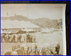 Vintage 1930s Cole Bros Clyde Beatty Elephant Animal Trainers Kelty Circus Photo