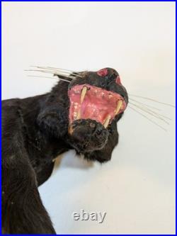Vintage Mini Taxidermy Panther Figurine Circus Collectible Victorian Toy Antique