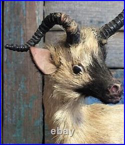 Vtg Antique Victorian Miniature Antelope Kudu Taxidermy Circus Zoo Glass Eyes